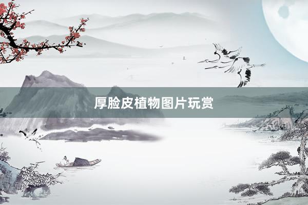 厚脸皮植物图片玩赏